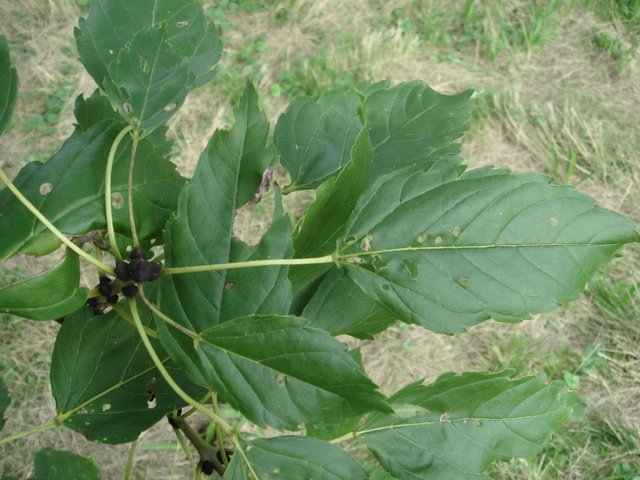 Fraxinus excelsior 'Diversifolia' feuille